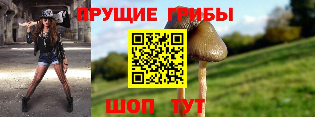 Псилоцибиновые грибы Cubensis Тельмана